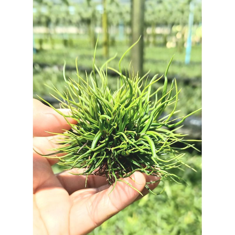 Tillandsia bulbosa mini bear ไม้รากอากาศ