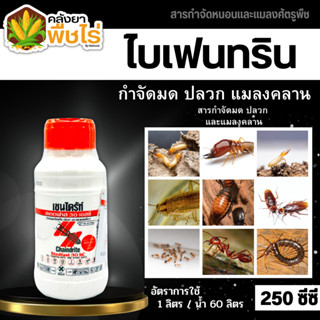 🌽 เชนไดร้ท์ (สเตดฟาส30SC) 250ซีซี ป้องกันและกำจัดปลวก มอด มดและแมลงอื่นๆ