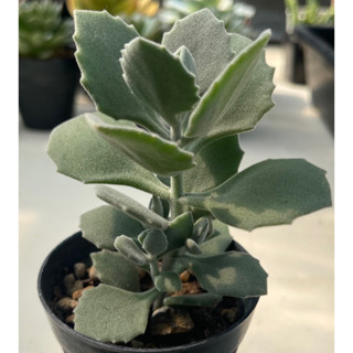 กุหลาบหิน succulents “Kalanchoe millotii” กระถาง2นิ้ว ต้นสูง10เซน+