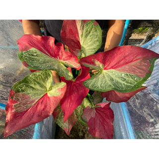 ชายชล บอนสี รัตนสิน เชื้อต้นแม่สวย ป้ายจัด สีสด สวย กระถาง 4 นิ้ว
