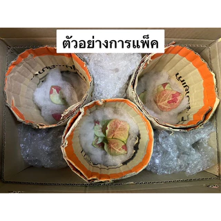 ชายชล บอนสี รัตนสิน เชื้อต้นแม่สวย ป้ายจัด สีสด สวย กระถาง 4 นิ้ว