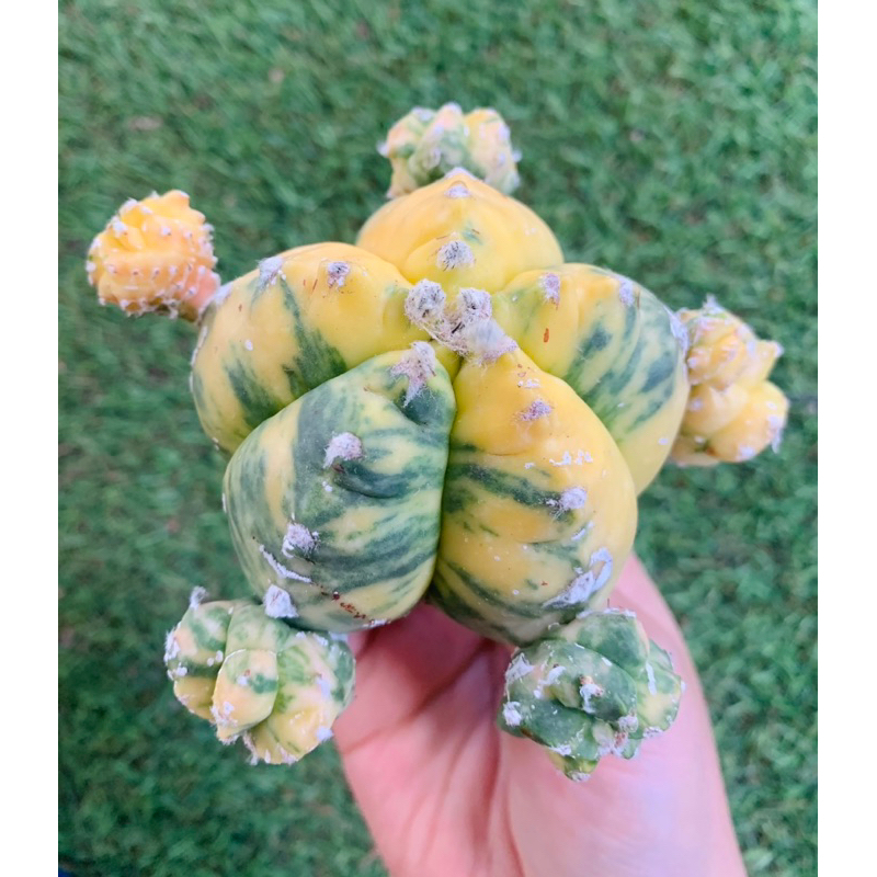 พร้อมส่ง🌈แคคตัสแอสโตรกิ๊กโกะด่าง หายาก‼️🌵Astrophytum myriostigma"kikko variegata"ไม้ตัดลง ยังไม่มีรา