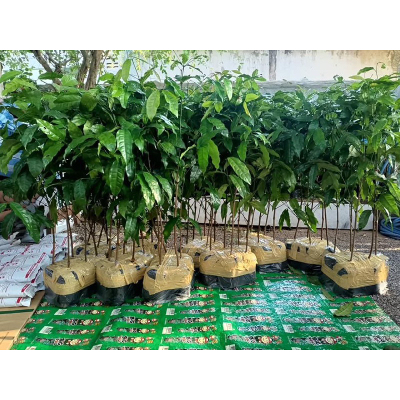 ผักเหลียงในถุงดำชุดละ10 ต้น 600 บาท