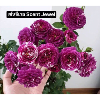 กุหลาบ - เซ้น​จีเวล Scent Jewel (กระถาง 10 นิ้ว)