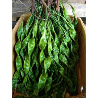 สะตอ(ชุด50ฝัก600บาท)