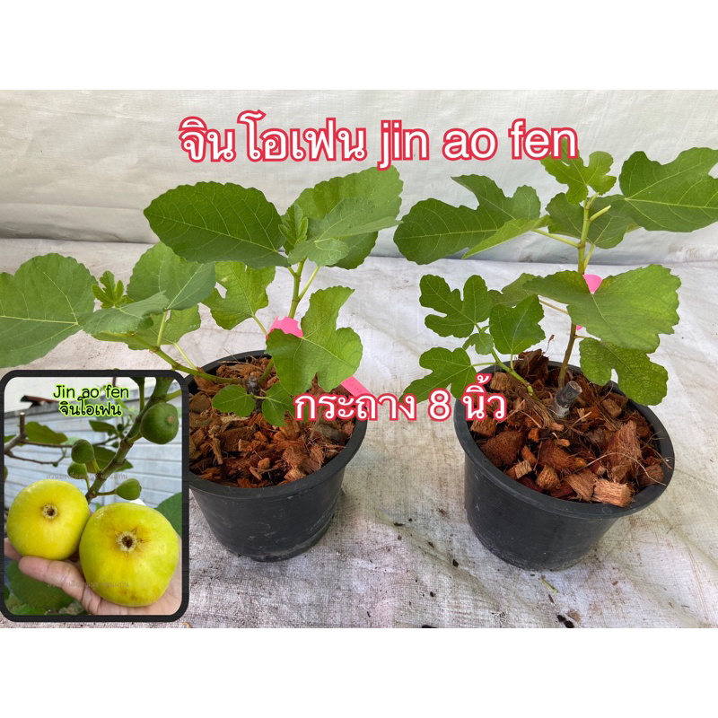 ต้นมะเดื่อฝรั่ง จินโอเฟน กระถาง6นิ้ว แข็งแรง รากเยอะ /jin ao fen figs tree 6” potted