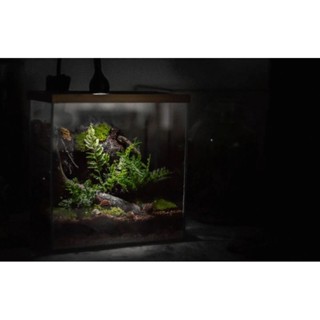 สวนขวดแก้วระบบเปิดสำเร็จรูป​ Terrarium