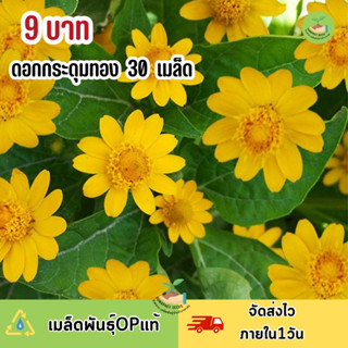 พิเศษ 9 บาท เมล็ดพันธุ์ ดอกกระดุมทอง บรรจุ30 เมล็ด