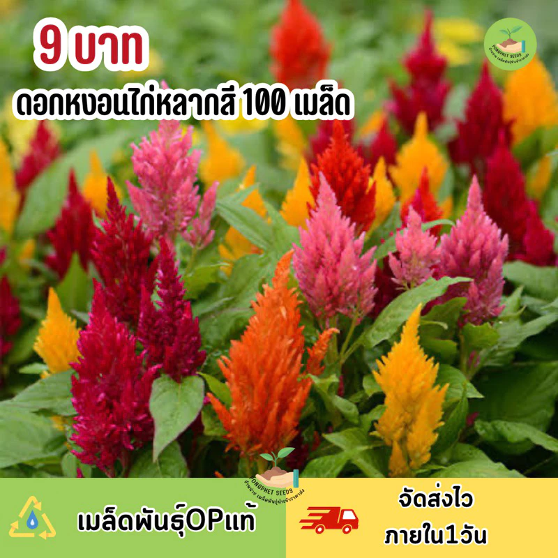 พิเศษ 9 บาทเมล็ดพันธุ์‼️ ดอกสร้อยไก่ 100 เมล็ด คละสีสวยๆ