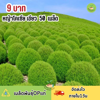 พิเศษ 9 บาท เมล็ดพันธุ์ หญ้าโคเซียสีเขียวบรรจุ 50 เมล็ด