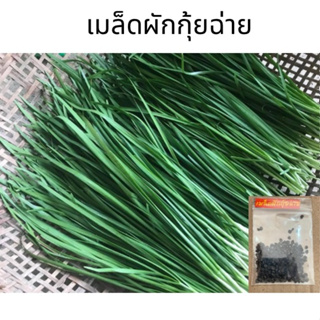 เมล็ดผักกุ้ยฉ่าย (แบ่งขาย) ประมาณ 280 เมล็ด 10 แถม 1 ผักกุ้ยฉ่าย พันธุ์ เเต้จิ๋ว กุ้ยฉ่าย chinese chives เมล็ดพันธุ์ผัก