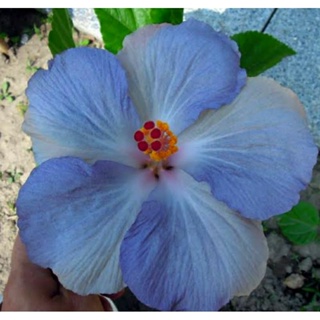 เมล็ดพันธุ์ชบาไต้หวัน ไอซ์ แฟรี่(Ice Fairy Taiwan Hibiscus Seed)บรรจุ 10 เมล็ด ของแท้ คุณภาพดี นำเข้าจากต่างประเทศ