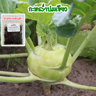 โคราบี Green Kohlrabi กะหล่ำปมสีเขียว ปลูกผัก สวนครัว พันธุ์แท้100% ปลูกต่อได้  นำเข้าจากต่างประเทศ