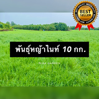 พันธุ์หญ้าไนท์ 10 กิโลกรัม หญ้าไนล์ หญ้าเลี้ยงสัตว์