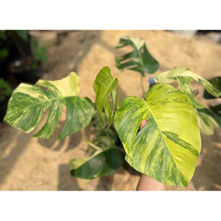 Monstera aurea variegated  (มอนเหลือง)