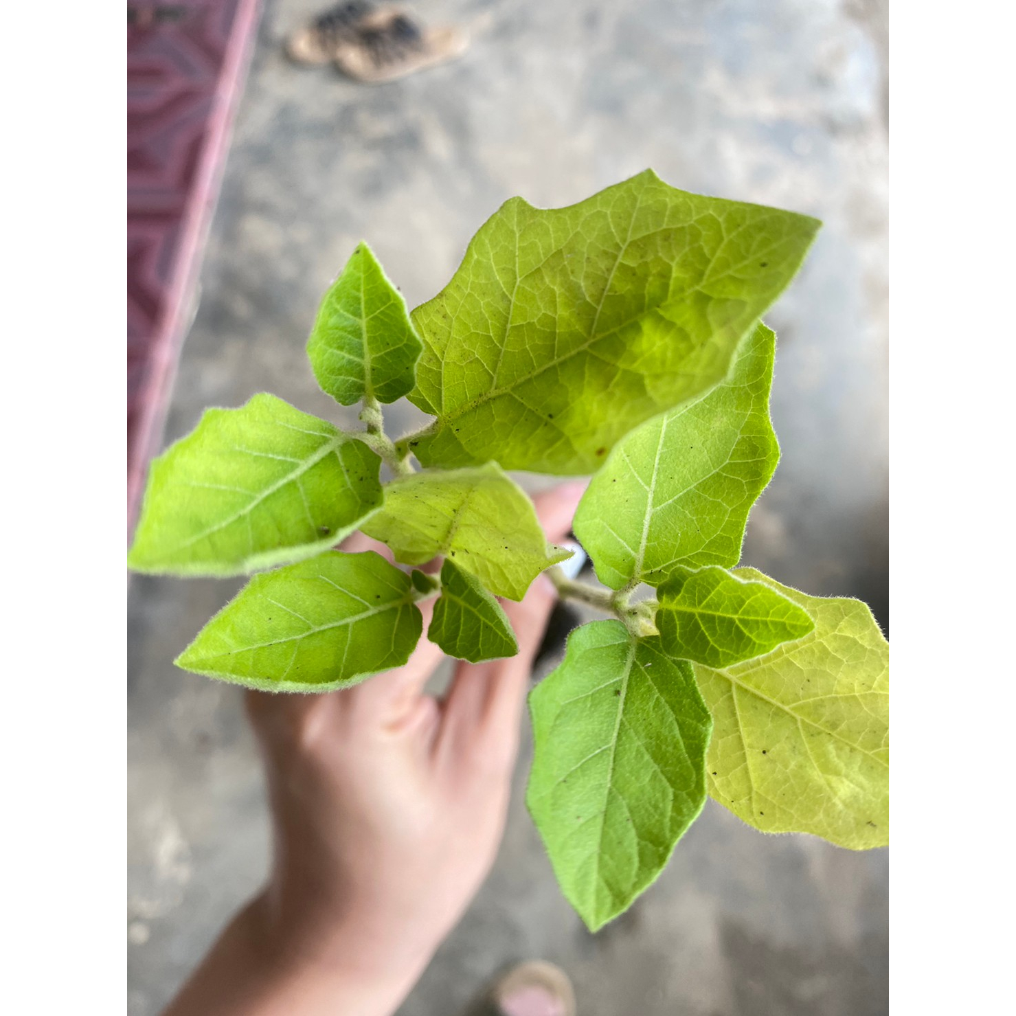 ต้นกล้ามะเขือพวงไร้หนาม กล้าละ12 บาท