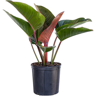 เรดคองโก้ กระถาง 11 นิ้ว(Philodendron red congo rojo) pot”11 Size L