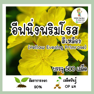 เมล็ดพันธุ์ อีฟนิ่งพริมโรส (สีเหลือง) (Yellow Evening Primrose)บรรจุ 500 เมล็ด เมล็ดพันธุ์ OPแท้