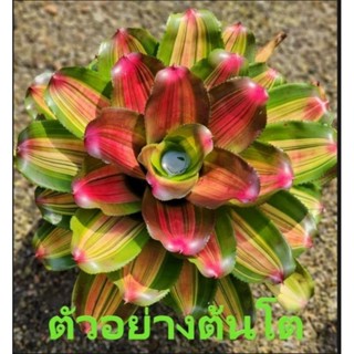 สับปะรดสี Neoregelia Roys Special จำนวน 1 ต้น จัดส่งแบบถอดกระถาง ต้นไม้สวยงาม ฟอกอากาศ ต้นไม้มงคล