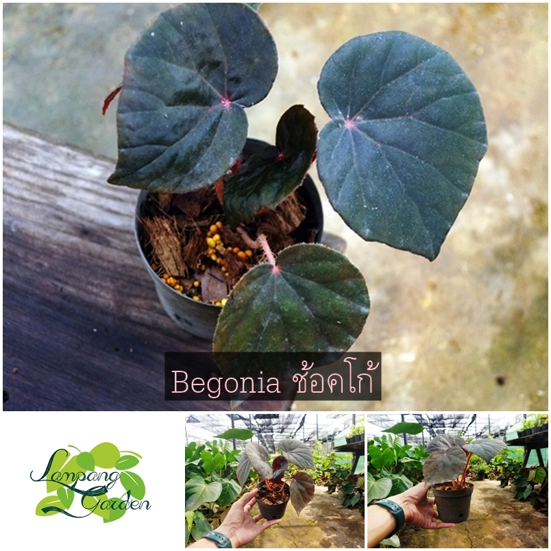 👑ต้นบีโกเนีย ช็อคโก้ ช้อคโก้  กระถาง 6 นิ้ว  ไม้กระถาง แต่งสวน👑