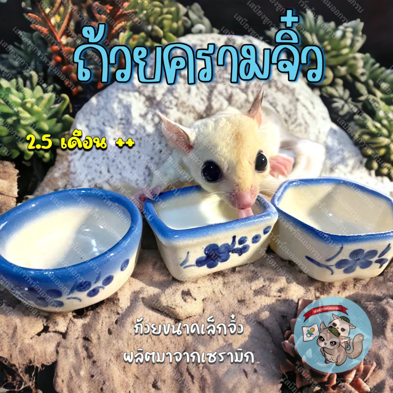 V ( ถ้วยครามจิ๋ว ) ถ้วยเซรามิก ถ้วยเซรามิค ถ้วยอาหาร ถ้วยนม ถ้วยน้ำ ถ้วยอาหารสัตว์เล็ก สัตว์เลี้ยง ถ้วยจิ๋ว ถ้วยชูการ์