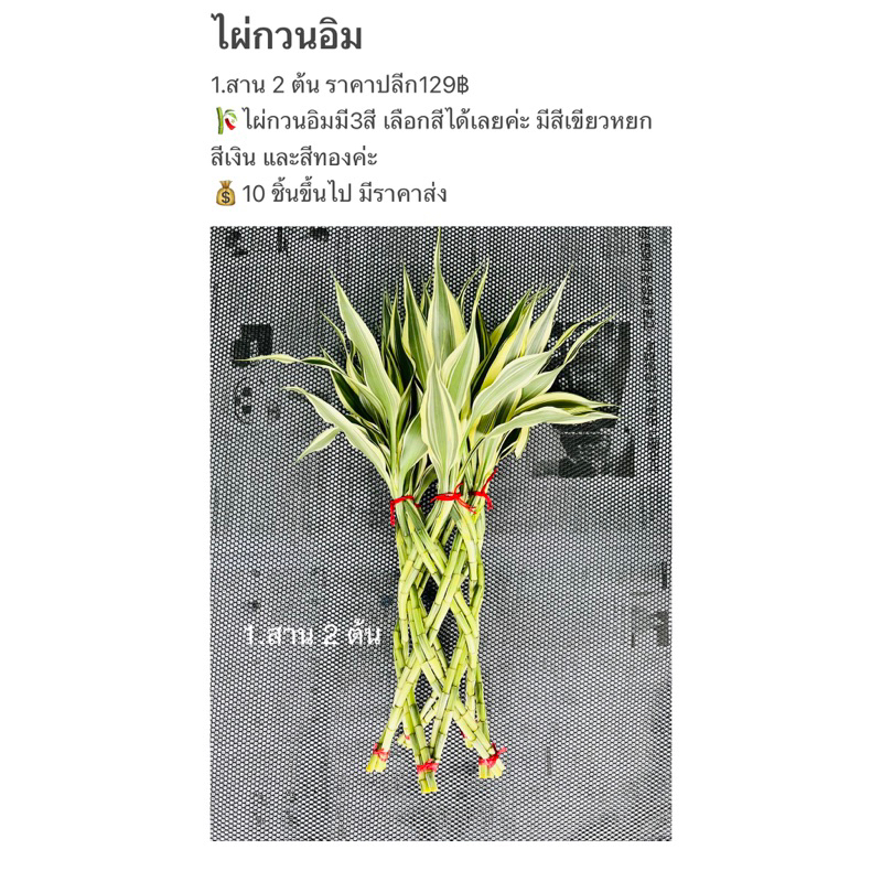 ไผ่กวนอิมสาน2ต้น ใช้20ต้น สูง50เซนติเมตร