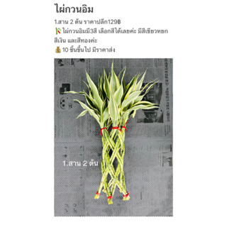 ไผ่กวนอิมสาน2ต้น ใช้20ต้น สูง50เซนติเมตร