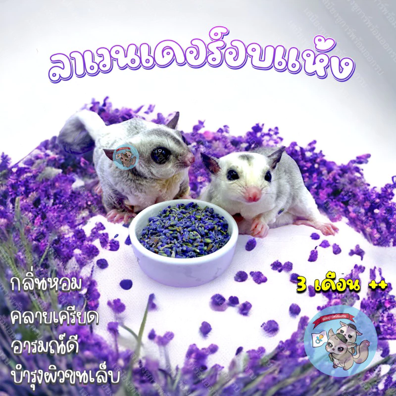 [ ดอกลาเวนเดอร์ ] LAVENDER ลาเวนเดอร์อบแห้ง ลาเวนเดอร์ ดอกไม้ ดอกไม้อบแห้ง ชา ดอกไม้กินได้ สัตว์เลี้ยง ชูการ์ แฮมสเตอร์