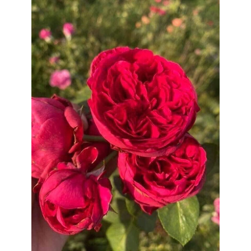กุหลาบเลื้อย-เรดอีเดน RED EDEN  สีแดง ดอกใหญ่ทรงถ้วยเป็นพวง หอมๆ