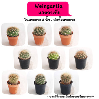 WT001 Weingartia แวงกาเทีย ไม้เมล็ด cactus กระบองเพชร แคคตัส กุหลาบหิน พืชอวบน้ำ