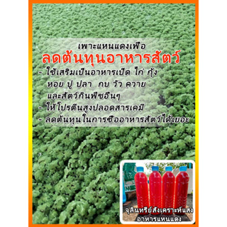 ชุดแหนแดง+อาหารพร้อมขยายพันธุ์