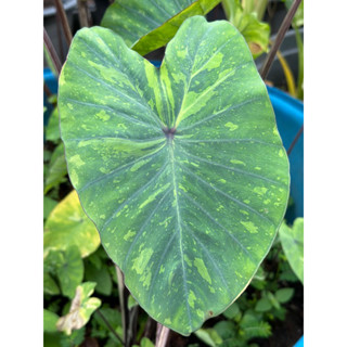 เลม่อนไลม์ บอน Colocasia lemon lime โคโลคาเซีย