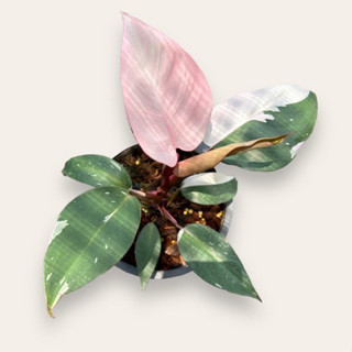 ฟิโลเดนดรอน เจ้าหญิงสีชมพู ไซส์กลาง Pink Princess Philodendron