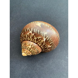 ancient text sea snail shell