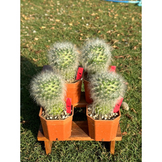 แมมขนแมว Mammillaria bocasana Poselg.