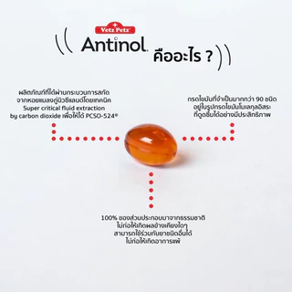 Antinol Dog ของแท้ 🔥 ล็อตใหม่ Exp.2028 อาหารเสริม บำรุงข้อ ลดอักเสบ ข้ออักเสบ สุนัข แมว