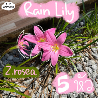 zxcvcoco | Rain lily Rosea หัวบัวดินสีชมพู(โรเซีย) 5 หัว 30 บาท🌷