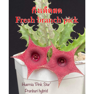 เก๋งจีน Huernia Pink Star Pranburi Hybrid *กิ่งเด็ดสด* แคคตัส ไม้อวบน้ำ Cactus and Succulent