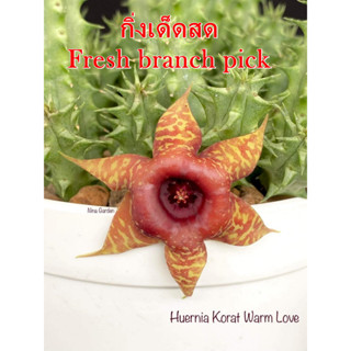 เก๋งจีน Huernia Korat Warm Love *กิ่งเด็ดสด* แคคตัส ไม้อวบน้ำ Cactus and Succulent