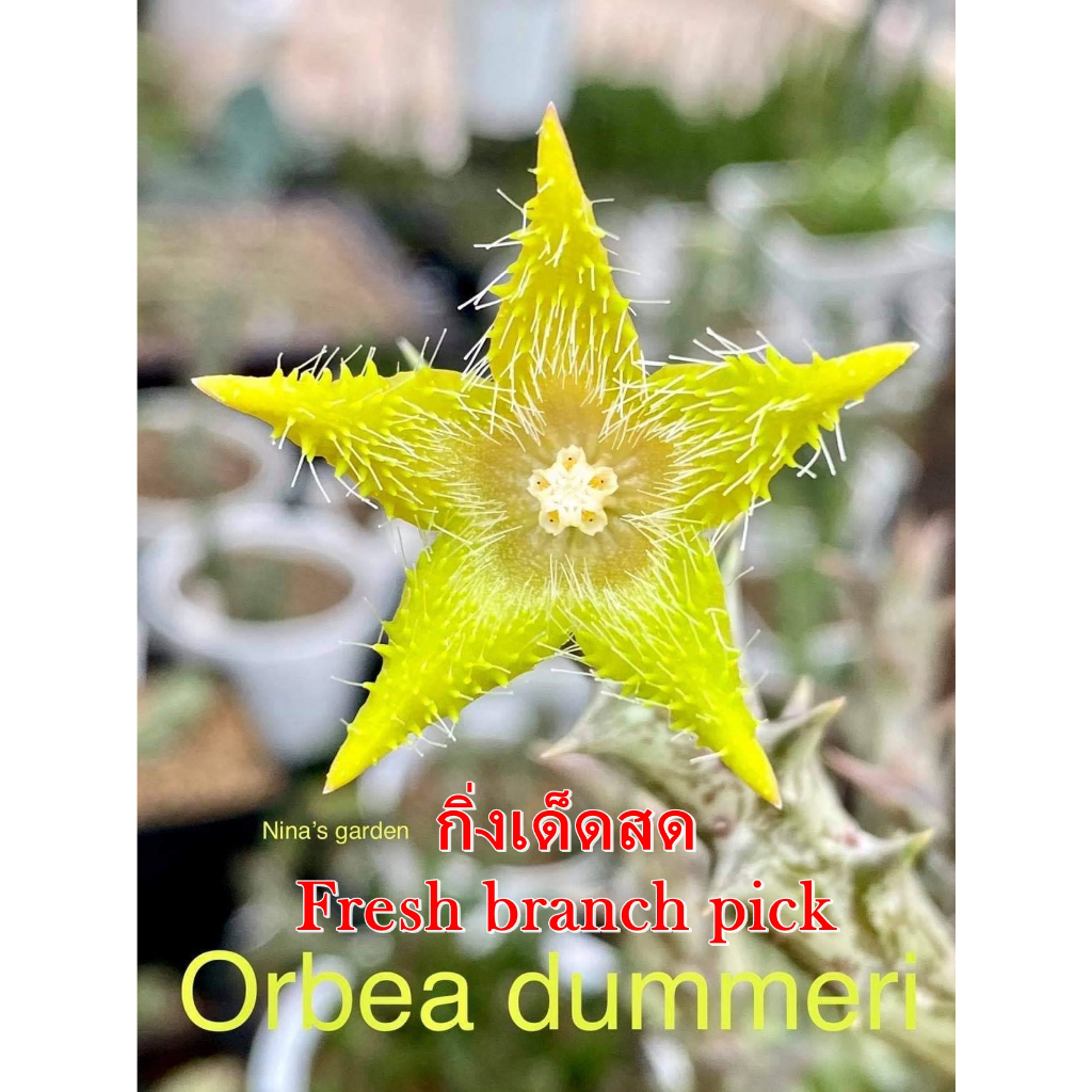 เก๋งจีน Orbea Dummeri *กิ่งเด็ดสด* แคคตัส ไม้อวบน้ำ Cactus and Succulent