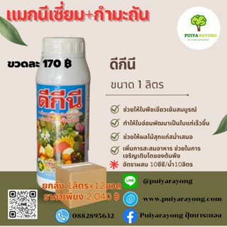 ยกลัง12ขวด แมกนีเซี่ยม+กำมะถัน ดีกีนี (1ลิตร) ช่วยให้ใบพืชเขียวเข้มสมบูรณ์ ทำให้ใบอ่อนพัฒนาเป็นใบแก่เร็วขึ้น