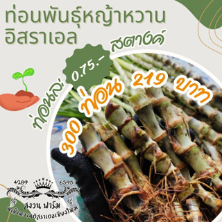 หญ้าหวานอิสราเอล 300 ท่อน แถมฟรี 40 ท่อน