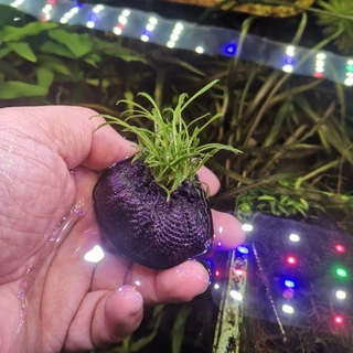 Cryptocoryne​ pava mini คริป พาวา- พาวามินิ ต้นไม้น้ำพร้อมปลูก ต้นไม้ตกเเต่งตุ้ปลา(กรุณ่อ่านรายละเอียดก่อนสั่ง)