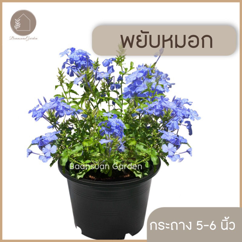 ต้นพยับหมอก กระถาง 5-6 นิ้ว ต้นไม้มงคล