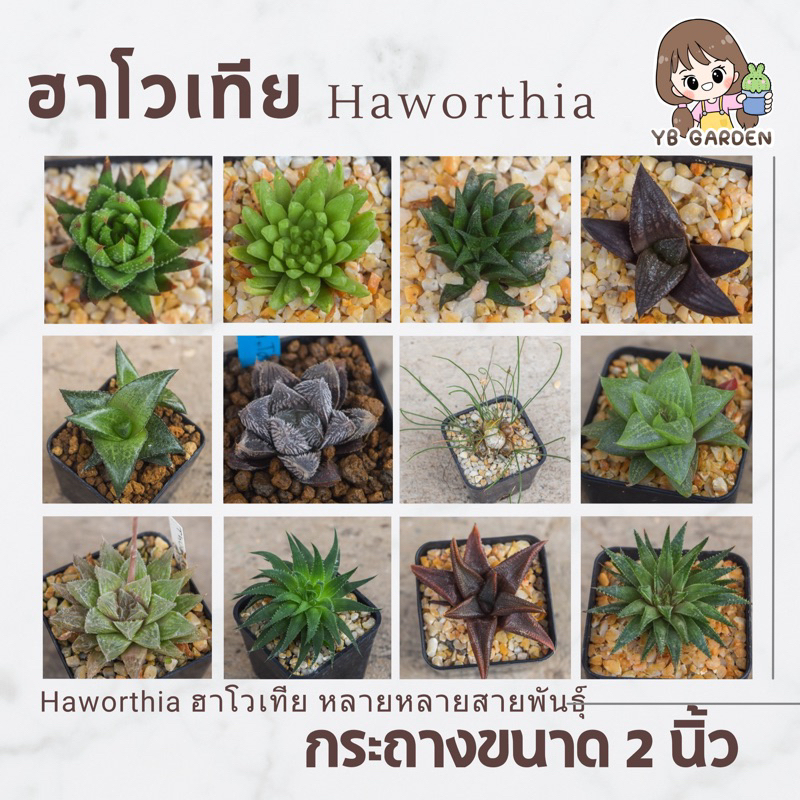 ฮาโวเทีย ไม้อวบน้ำ haworthai กระบองเพชร cactus หัวหอม กุหลาบหิน succulent