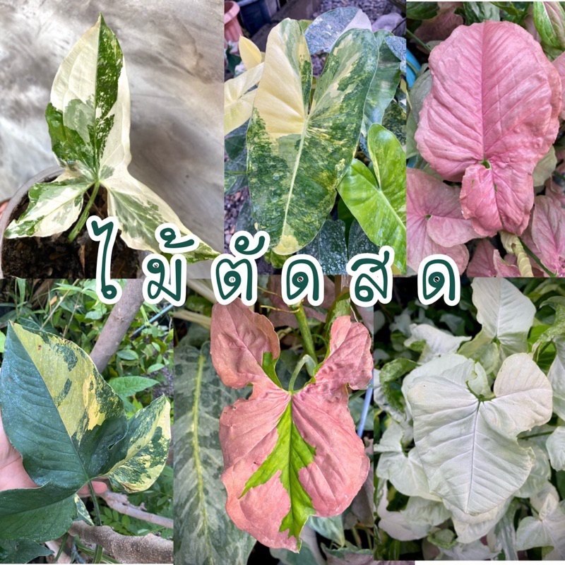 ไม้มงคล ไม้ฟอกอากาศ ตัดกิ่งสด หนึ่งกิ่งมี1-2ข้อตา ไม้ด่าง ออมชมพู อิพิด่าง