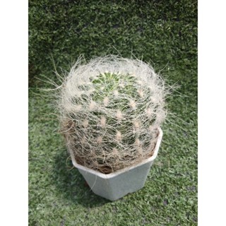 Neoporteria sennilis [ Old man cactus กลม ] ในกระถาง3"