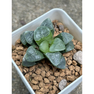 ไม้อวบน้ำ Haworthia Correcta Cloud เลี้ยงง่าย ใบเงาใส น่ารักมากๆ (ฮาโวเทีย, แคคตัส, ไม้อวบน้ำ, กระบองเพชร)