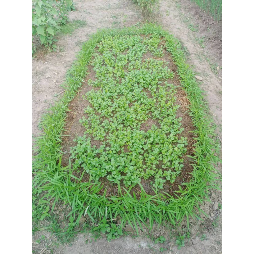 🌱เมล็ดพันธุ์ผัก บรรจุซองซิป🌱 ซื้อ 10 แถม 2 คละได้ 💥 เลือกของแถมได้ คิดถึงเมล็ดผัก คิดถึง skinsun thumbnail 6