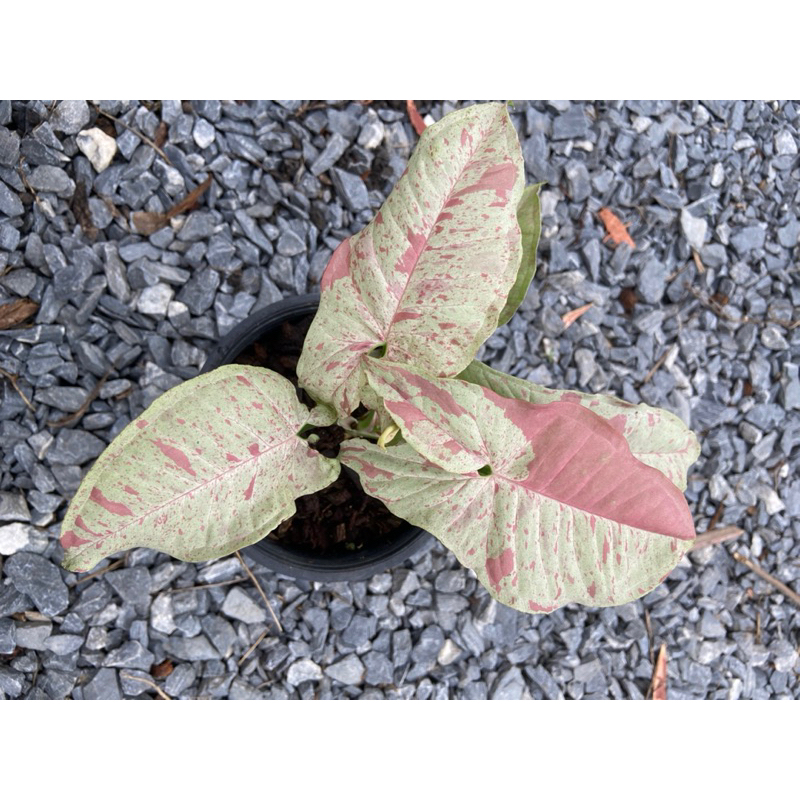 syngonium milk confetti สีชมพูขาดใจ